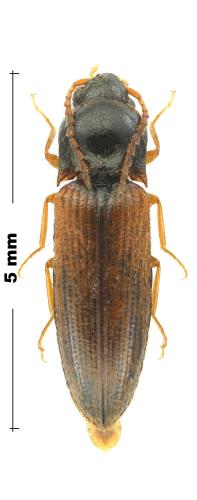 Réf. 296 411 : Adrastus pallens